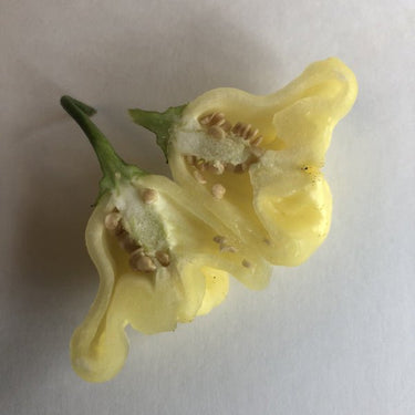 Aji White Fantasy - Seeds - The Pepper Pantry (Formerly Marie Sharp's)